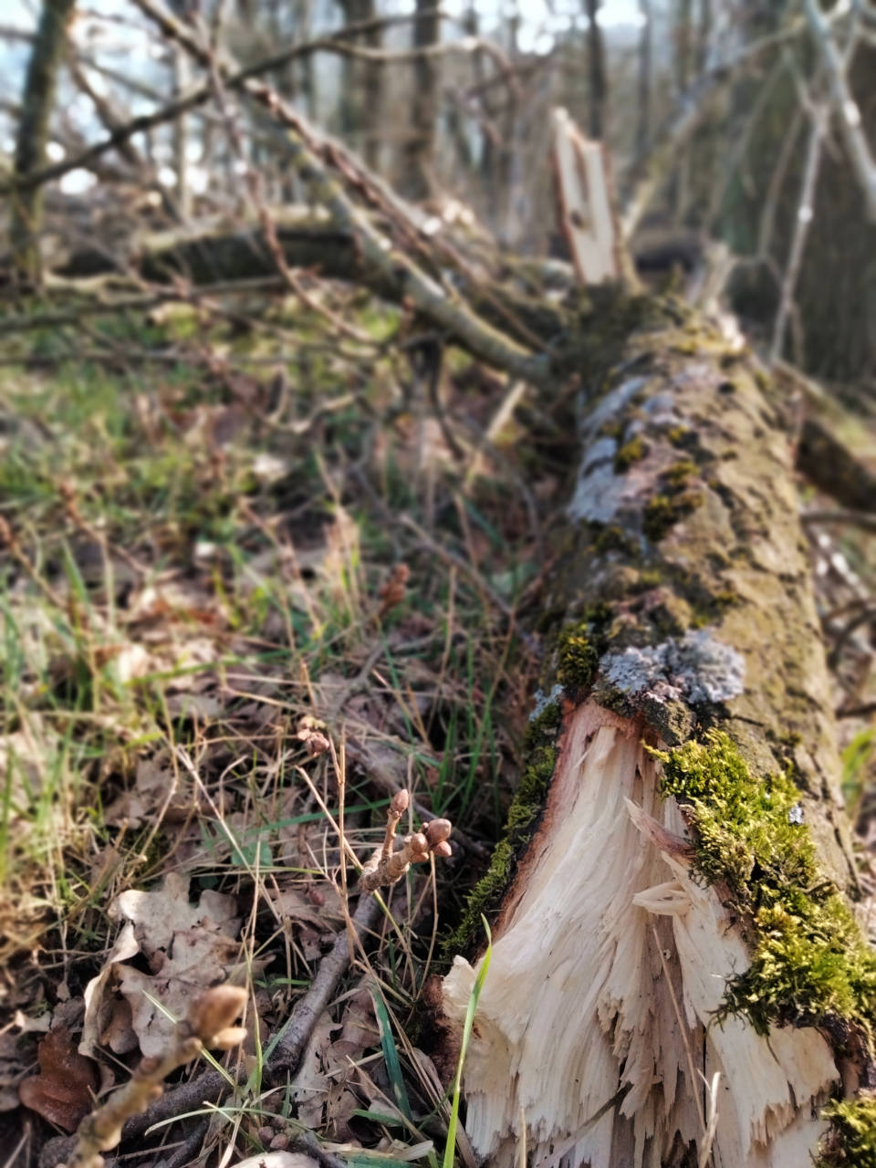 lente (3)
