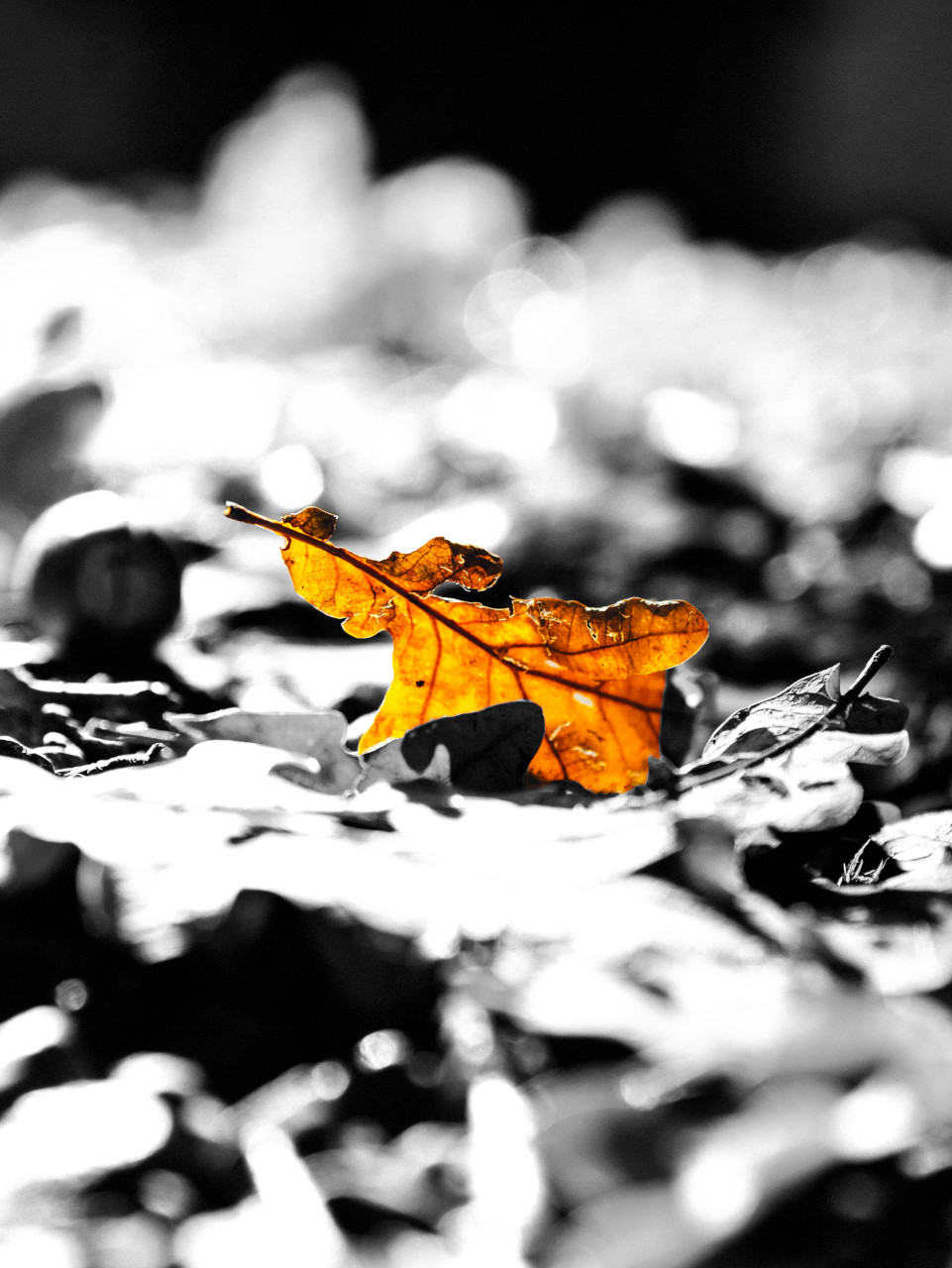 Herfst